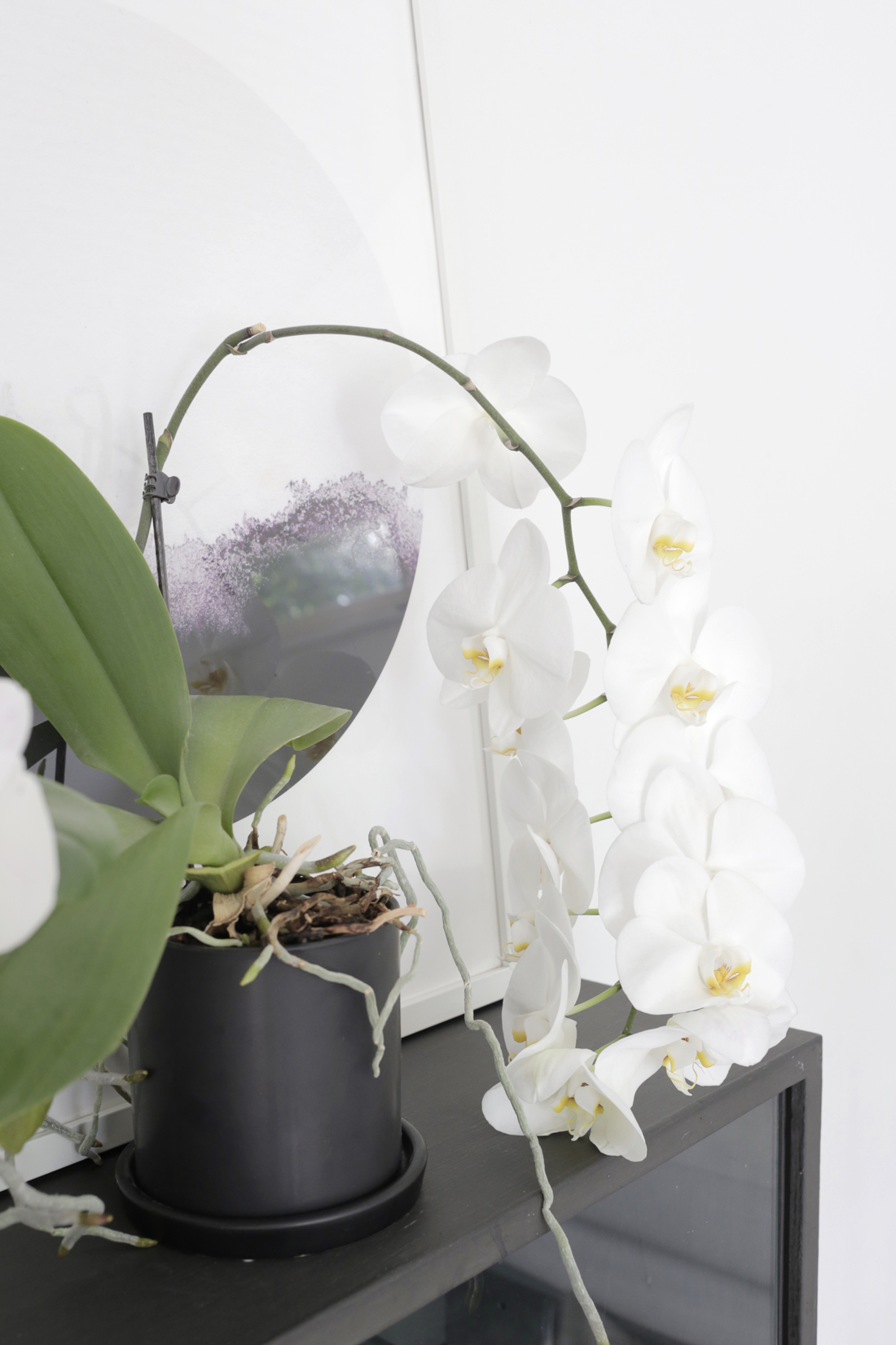 orkidea kukkii